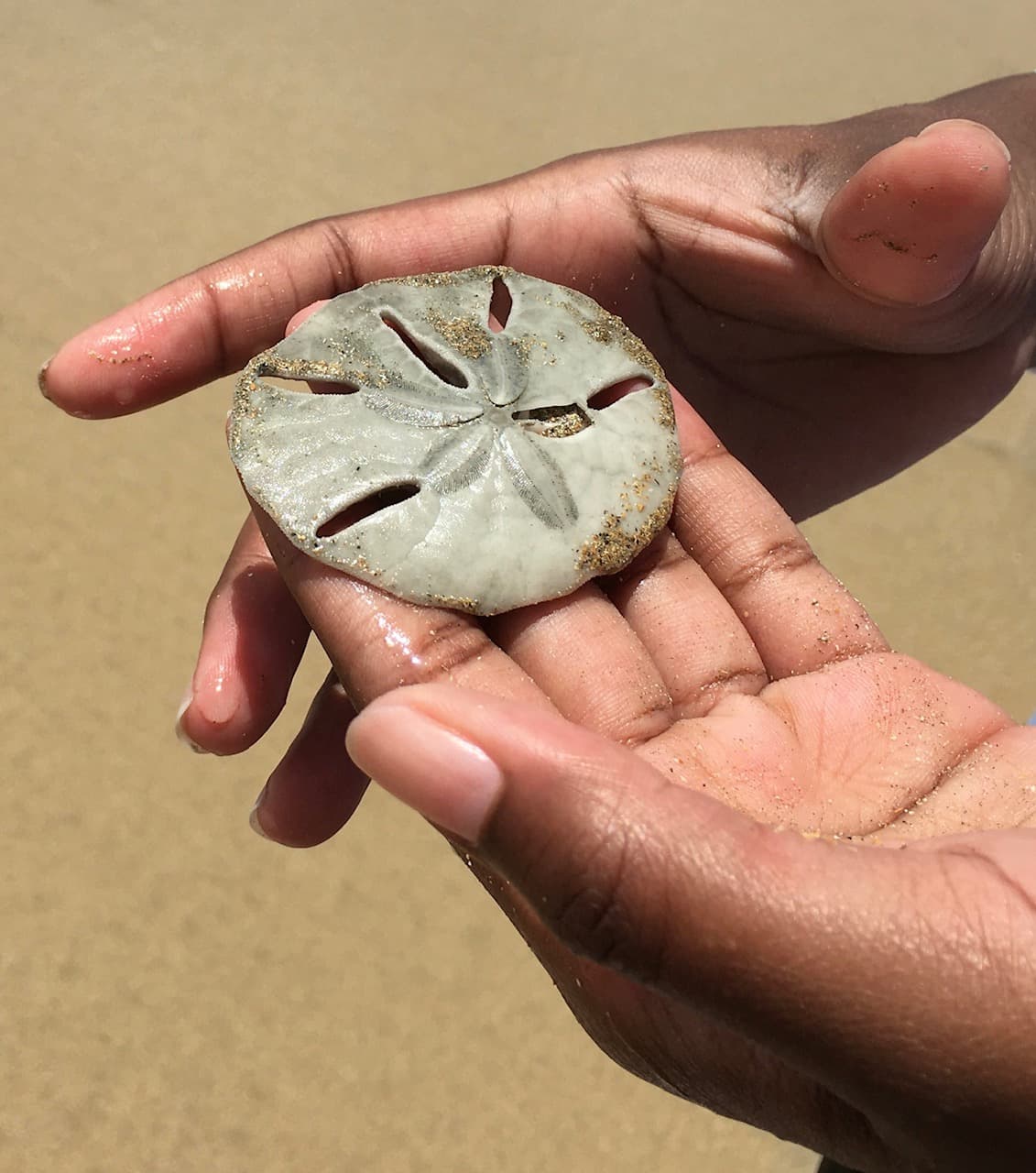 Close-up of a black person holding a sand dollar