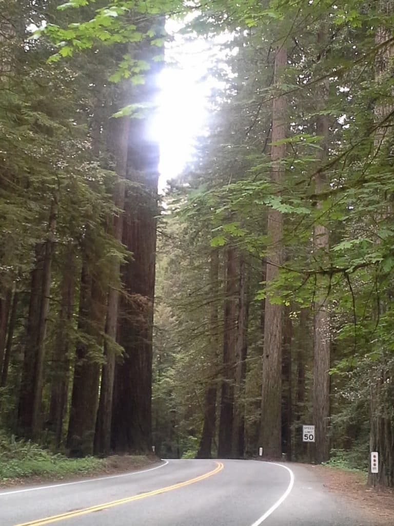 Forest with many trees and leaves