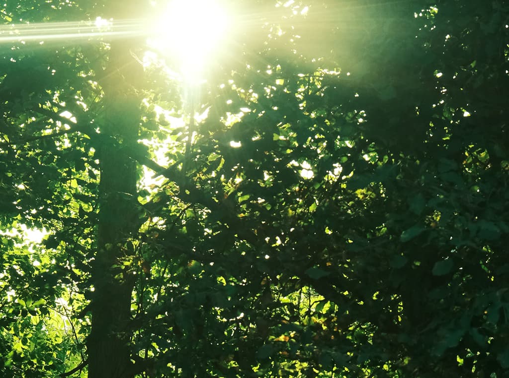 Sunlight above the trees